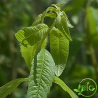 Verveine odorante - BIO - 50g