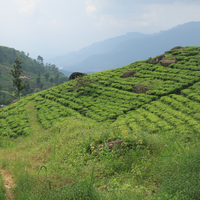 Thé noir Sri Lanka - Ceylan Pettiagala OP - 100g