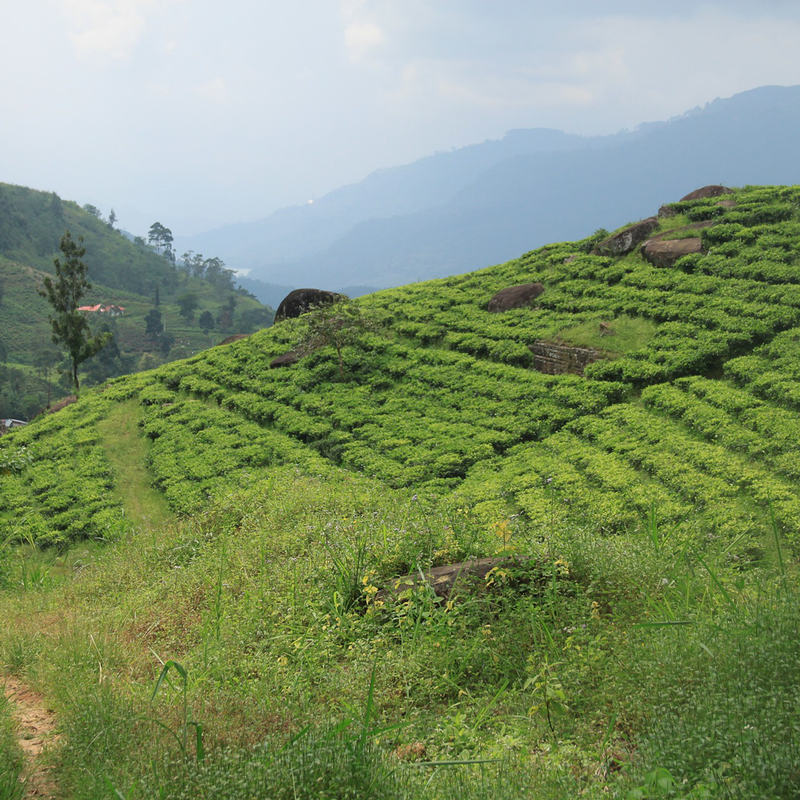 Thé noir Sri Lanka - Ceylan Pettiagala OP - 100g