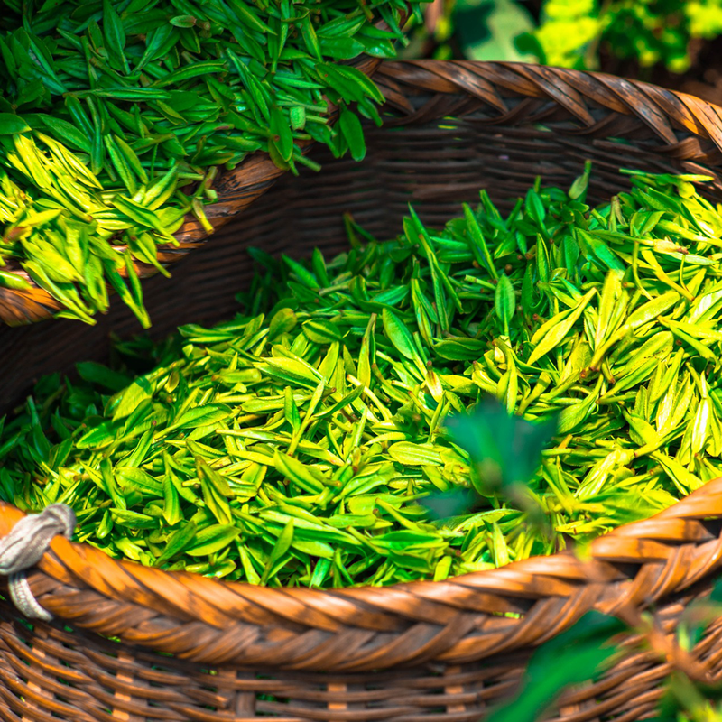 Thé vert - Gui Hua Longjing Osthmantus « Sweet »