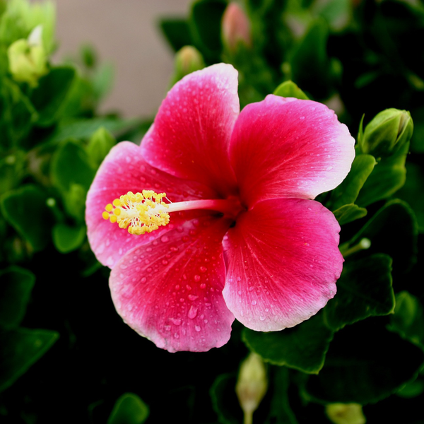 Fleurs d'Hibiscus - 50g