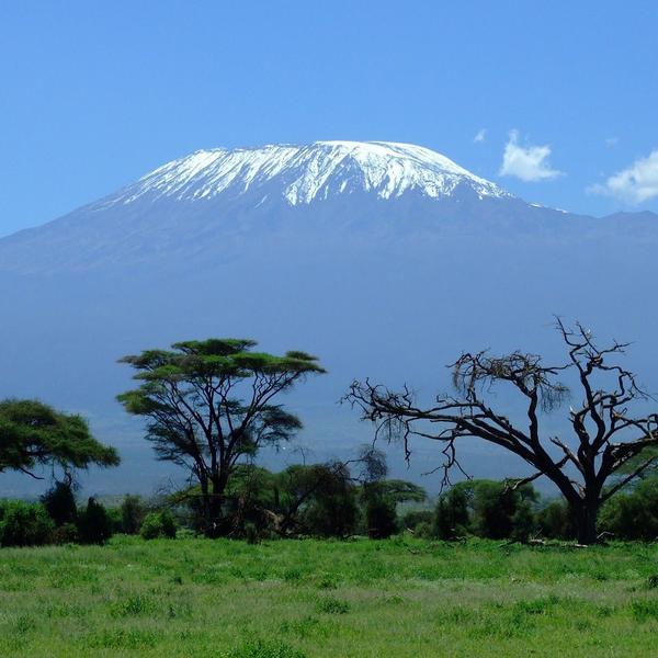 Thé noir du Monde - Kenya Marinyn GFOP