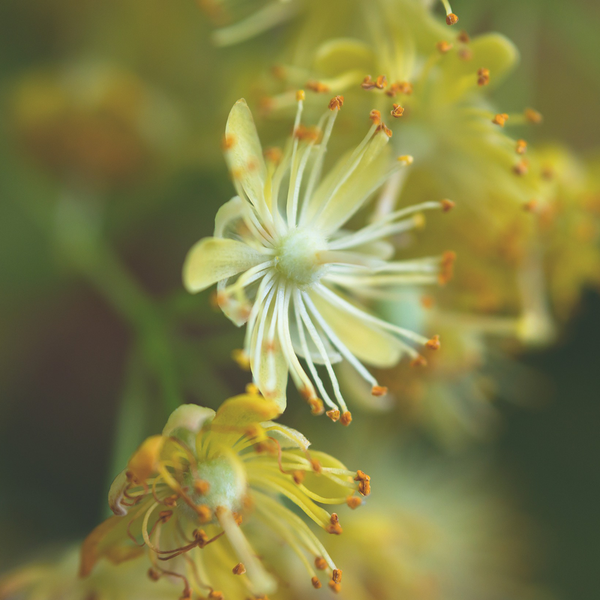 Fleurs de Tilleul - 50g