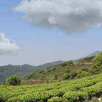 Thé noir de Chine - Yunnan FOP - 100g