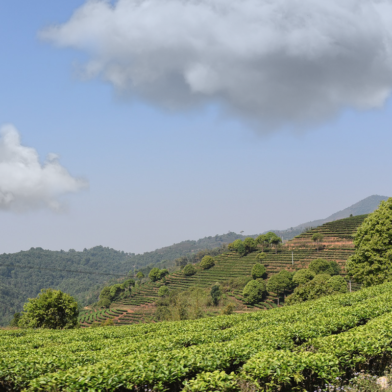 Thé noir de Chine - Yunnan FOP - 100g
